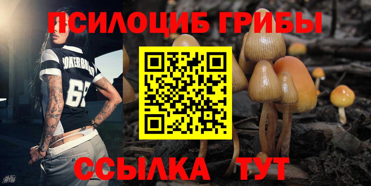 Псилоцибиновые грибы Cubensis Губкин